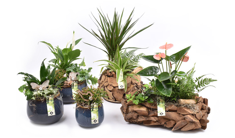 plantenarrangementen